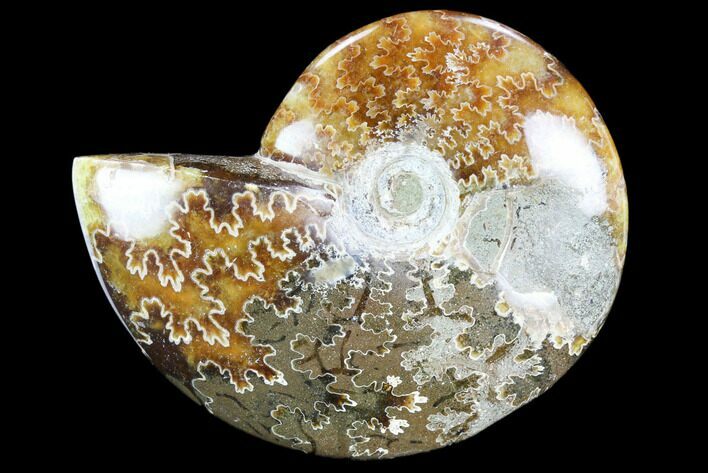 Polished, Agatized Ammonite (Cleoniceras) - Madagascar #119095